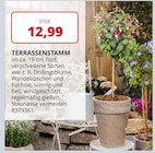 Labertaler Fachmarkt - Terrassenstamm Angebot im Prospekt Terrassenstamm bei Labertaler Fachmarkt im Prospekt "" für 12,99 €