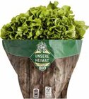 Bio Bunte Salate Angebot in Sternenfels Bio Bunte Salate im aktuellen Prospekt bei EDEKA in Sternenfels