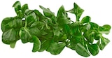 REWE Werdau - Bio Feldsalat Angebot im Prospekt Bio Feldsalat bei REWE im Werdau Prospekt für 1,29 €