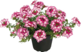Beet- und Balkonpflanzen Angebote bei Globus-Baumarkt Herford für 2,99 €