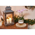 Orchidée - Carrefour à Angers Orchidée en promo chez Carrefour Angers à 10,99 €