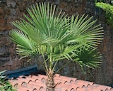 Chamaerops Excelsa en promo chez Super U Rennes à 109,00 €