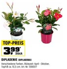 DIPLADENIE (DIPLADENIA) von  im aktuellen OBI Prospekt für 3,99 €