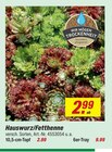 Hauswurz/Fetthenne 10,5-cm-Topf bei toom Baumarkt im Schorndorf Prospekt für 2,99 €