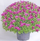Kugelchrysanthemen bei Thomas Philipps im Senden Prospekt für 4,44 €
