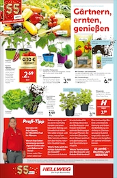 Gurke Angebot im aktuellen Hellweg Prospekt auf Seite 24