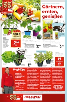 Tomaten im Hellweg Prospekt "Traumterrasse in jedem Fall" mit 24 Seiten (Berlin)