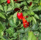 Aktuelles Rote Paprika „Carisma“ oder Paprika „Gold California“ Angebot bei Garten-Center Nordharz GmbH & Co. KG in Hildesheim ab 2,49 €