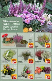 Aktueller REWE Prospekt mit Zimmerpflanzen, "Dein Markt", Seite 26
