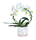 Schmetterlings-Orchidee von  im aktuellen OBI Prospekt für 24,99 €