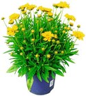 Versch. Stauden* im Angebot bei Penny in Kaiserslautern Versch. Stauden* Angebote bei Penny Kaiserslautern für 3,99 €