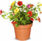 Zauberglöckchen Calibrachoa Trio Angebote bei Netto Marken-Discount Freiburg für 2,99 €
