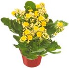 Aktuelles Kalanchoe Angebot bei Kaufland in Bremerhaven ab 1,99 €