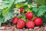 Duo de fraisiers à Gamm vert dans Boissy-Mauvoisin