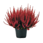Calluna im Angebot bei Netto mit dem Scottie in Cottbus Calluna Angebote bei Netto mit dem Scottie Cottbus für 1,79 €