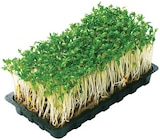 Bio Kresse im Angebot bei REWE in Rosenheim Bio Kresse Angebote von REWE Bio bei REWE Rosenheim für 0,33 €