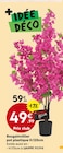 Bougainvillier bougainvillier pot plastique dans le catalogue Maxi Bazar