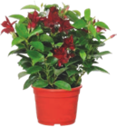 Dipladénia - GARDENLINE - Aldi Dipladénia - GARDENLINE à 3,49 € dans le catalogue Aldi