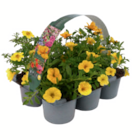 Sommerblumen 'Mix-Masters' bei toom Baumarkt im Bielefeld Prospekt für 6,99 €