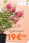 Ma Jardinerie Arc-lès-Gray - Promo Hydrangea Promo Hydrangea à 19,50 € dans le catalogue Ma Jardinerie à Arc-lès-Gray