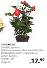 Kamelie von  im aktuellen Dehner Garten-Center Prospekt für 17,99 €