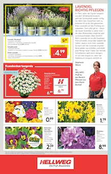 Pflanzen im Hellweg Prospekt "Die Profi-Baumärkte" mit 24 Seiten (Siegen (Universitätsstadt))