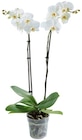 Penny Springe - Schmetterlingsorchidee Angebot im Prospekt Schmetterlingsorchidee bei Penny im Springe Prospekt für 6,99 €