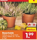 Besenheide bei Netto Marken-Discount im Uedem Prospekt für 1,99 €