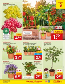 Blumen im Netto Marken-Discount Prospekt "Aktuelle Angebote" mit 61 Seiten (Köln)