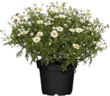 Aktuelles Margeriten Busch Angebot bei Globus-Baumarkt in Dortmund ab 7,99 €