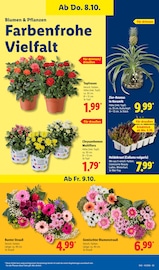 Blumen im Lidl Prospekt in Schorndorf Aktueller Lidl Prospekt mit Blumen, "LIDL LOHNT SICH", Seite 17