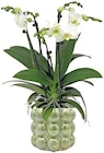 Aktuelles Orchidee Big Five Angebot bei REWE in Nürnberg ab 19,99 €