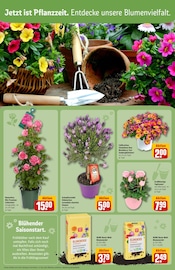 Aktueller REWE Prospekt mit Blumenerde, "Dein Markt", Seite 8