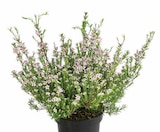 DUFTSTERNCHEN Angebote von Boronia anemonifolia bei Dehner Garten-Center Ravensburg für 9,99 €