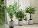 Phoenixpalme bei toom Baumarkt im Buxtehude Prospekt für 49,99 €