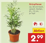 Grünpflanze im Angebot bei Netto Marken-Discount in Neuss Grünpflanze Angebote bei Netto Marken-Discount Neuss für 2,99 €