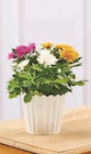 Chrysanthème Tricolore en promo chez Super U Auxerre à 4,99 €