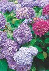 Hortensia macrophylla pot 17 cm - Intermarché à Valence Hortensia macrophylla pot 17 cm en promo chez Intermarché Valence à 8,99 €