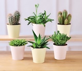 Cactus - Super U Cactus à 5,99 € dans le catalogue Super U