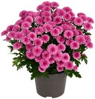 REWE Schwerte - Chrysantheme Angebot im Prospekt Chrysantheme bei REWE im Schwerte Prospekt für 2,49 €