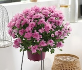 Chrysanthème pompon Pot 17 cm unicolore - Intermarché Super Chrysanthème pompon Pot 17 cm unicolore à 3,99 € dans le catalogue Intermarché Super