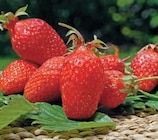U Express Pierre-de-Bresse - Promo Plants de fraisiers remontants Promo Plants de fraisiers remontants à 3,99 € dans le catalogue U Express à Pierre-de-Bresse