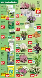 Garten im Thomas Philipps Prospekt in Remscheid Aktueller Thomas Philipps Prospekt mit Garten, "Top Angebote", Seite 2