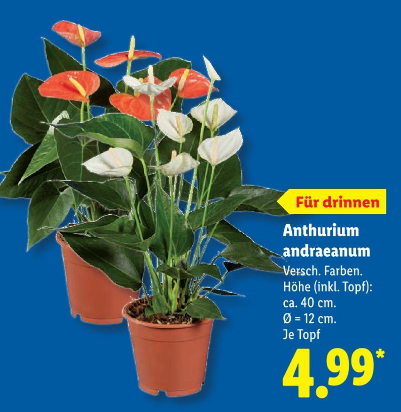 Anthurium andraeanum
