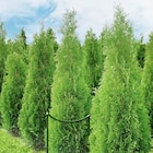 Thuja Brabant Angebote von Thuja Brabant bei Thomas Philipps Hamm für 4,99 €