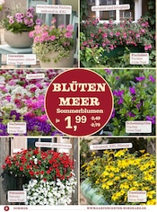 Ähnliche Obstbaum Angebote im Prospekt "DEIN GARTEN - DEINE SOMMERLIEBE" von Garten-Center Nordharz GmbH & Co. KG in Hildesheim Ähnliche Angebote wie Obstbaum im Prospekt "DEIN GARTEN - DEINE SOMMERLIEBE" auf Seite 2 von Garten-Center Nordharz GmbH & Co. KG in Hildesheim