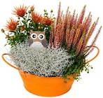 Herbstarrangement für 7,99 € bei REWE im Angebot Herbstarrangement im aktuellen REWE Prospekt