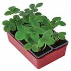 Dehner Garten-Center Chemnitz - BIO ERDBEEREN Angebot im Prospekt BIO ERDBEEREN bei Dehner Garten-Center im Chemnitz Prospekt für 8,99 €