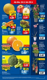 Aktueller Lidl Prospekt mit Gartenwerkzeug, "LIDL LOHNT SICH", Seite 3