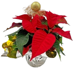 Weihnachtsstern dekoriert  im aktuellen Kaufland Prospekt für 4,44 €